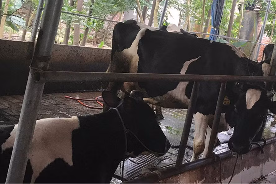 Cận cảnh một khu vực nuôi bò sát nhà dân. Phân bò và rác ngập các cống rãnh.