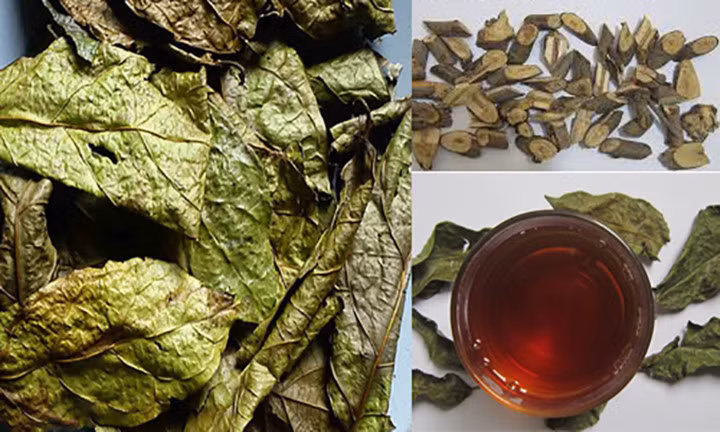 Cây xạ đen: Là cây thuốc nam ngoài tác dụng chính là phòng ngừa và hỗ trợ điều trị bệnh ung thư, xạ đen còn điều trị bệnh mất ngủ rất tốt. Cách dùng: Xạ đen 60g thân và lá sắc nước uống hàng ngày.