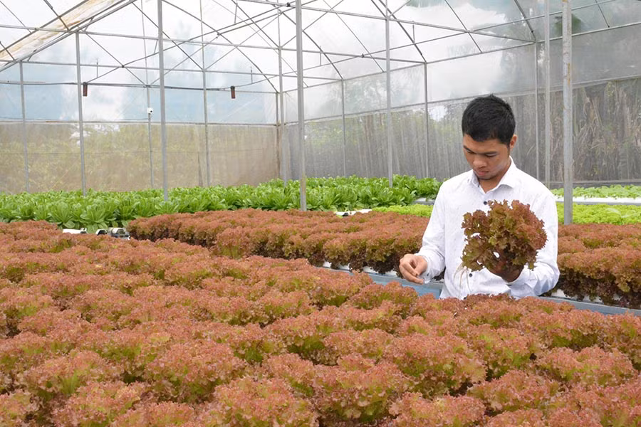 Anh Bic bên vườn rau thủy canh. Ảnh: Dạ Yến Thảo