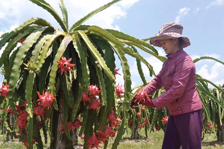  Nhiều hộ dân vùng hạn chuyển qua trồng thanh long ruột đỏ. Ảnh: L.H