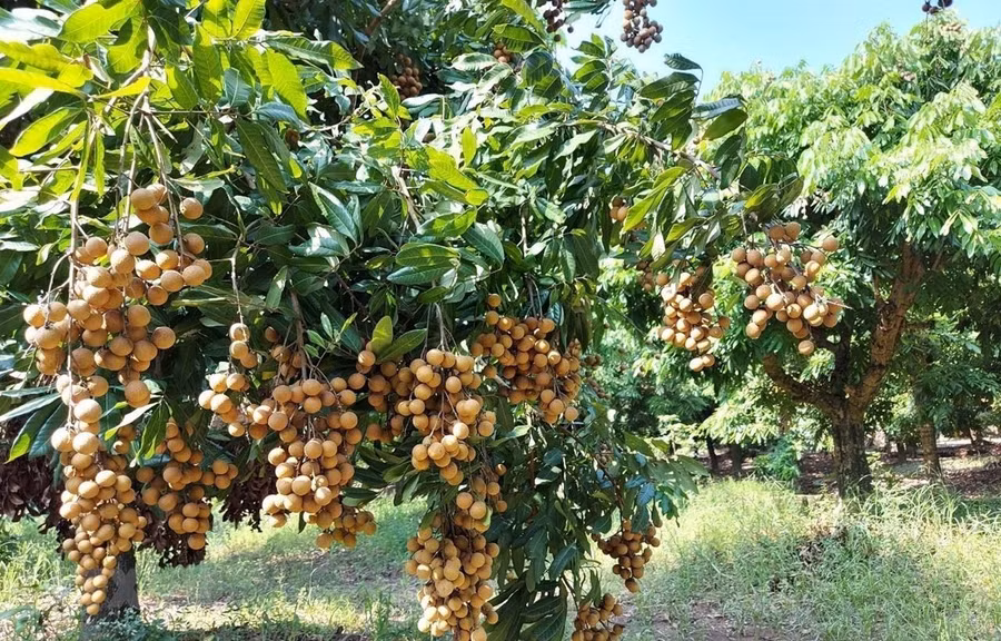Quả nhãn tươi Việt Nam cần đảm bảo chất lượng để duy trì chỗ đứng tại thị trường Nhật Bản. (Ảnh: Đỗ Huyền/TTXVN) Quả nhãn tươi Việt Nam cần đảm bảo chất lượng để duy trì chỗ đứng tại thị trường Nhật Bản. (Ảnh: Đỗ Huyền/TTXVN)