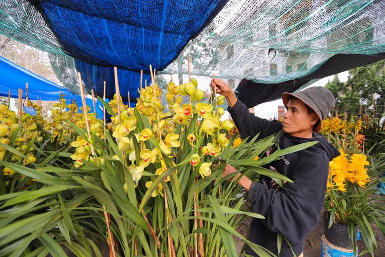 Các chủ vườn lan từ ngày 13-14 tháng Chạp thường thuê mặt bằng để trống của các cơ quan, đơn vị trên đường Quang Trung, Trần Hưng Đạo để đưa hàng trăm chậu lan ra tập kết, chào bán cho người tiêu dùng