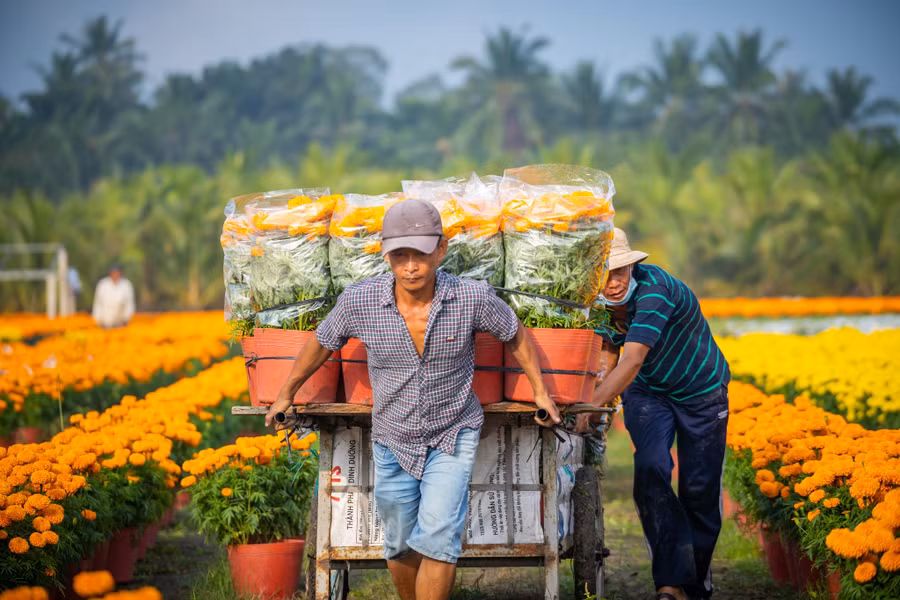 Miền Tây có nhiều làng hoa, nhưng gần TP.HCM nhất là làng hoa Mỹ Phong, TP.Mỹ Tho, Tiền Giang. Thời tiết thuận lợi nên đa số các ruộng hoa cúc, vạn thọ... đều tốt tươi, trổ hoa ngay dịp tết. Các loại hoa tươi giá ở mức trên dưới 100.000 đồng/cặp. Xuân về nhộn nhịp trên làng hoa Mỹ Phong. Anh Thu Phan, quê ở Long An, làm việc tại TP.HCM, cho biết dù công việc bận rộn nhưng gần tết mỗi năm đều tranh thủ sắp xếp đi chụp ảnh ở các làng hoa. Ảnh: THU PHAN