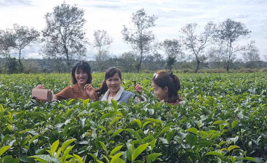 Chị Nguyễn Thị Loan (TP. Kon Tum, tỉnh Kon Tum) cùng nhóm bạn chụp ảnh kỷ niệm tại Biển Hồ chè. Ảnh: Hà Phương