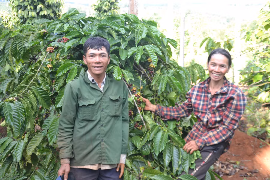 Vợ chồng anh Cao Thanh Bình thu hái cà phê. Ảnh: Hoàng Minh Vợ chồng anh Cao Thanh Bình thu hái cà phê. Ảnh: Hoàng Minh