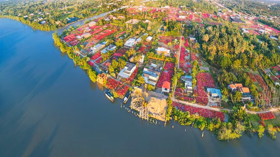 Trong khi đó, làng hoa Phú Sơn nằm bên sông Hàm Luông, huyện Chợ Lách, Bến Tre mang sắc màu đặc trưng của hoa giấy. Nghề trồng hoa giấy tại đây tồn tại hơn 20 năm với khoảng hơn 100 hộ trồng; mỗi hộ trồng từ vài chục, vài trăm đến trên 1.000 cây hoa đủ loại kiểu dáng. Ảnh: CAO THỊ NGỌC DIỄM