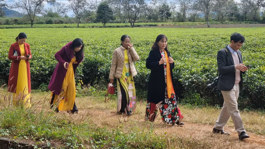 Du khách tham quan Biển Hồ chè. Ảnh: Hà Phương