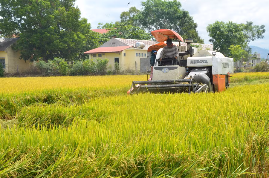 Nông dân xã Ia Ma Rơn (huyện Ia Pa) thu hoạch lúa. Ảnh: Trần Đức