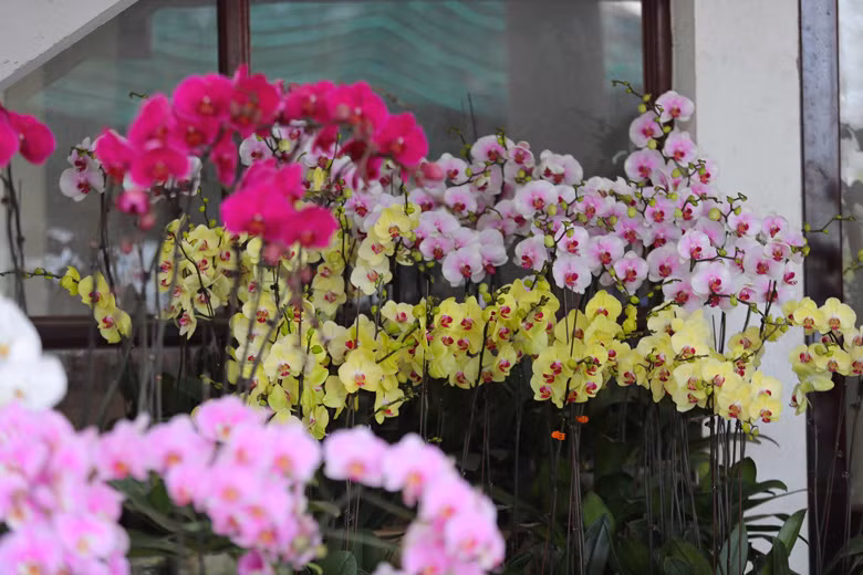  Lan hồ điệp, loài hoa đặc trưng của Đà Lạt khoe sắc tại các con phố những ngày cuối Tết Nguyên đán