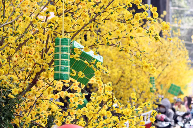 Hàng chục gốc mai nhân tạo khiến cả đoạn đường ngập tràn màu vàng.