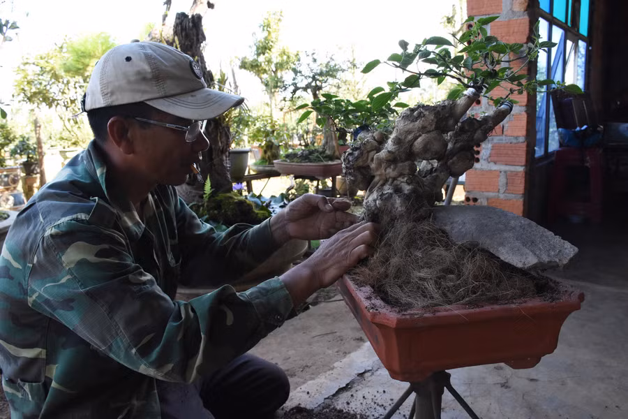  Ông Quang tỉ mỉ chăm sóc gốc hoa ngũ sắc. Ảnh: H.P