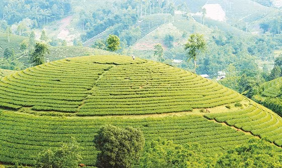 Nhìn từ trên cao, hình dáng người công nhân đang chăm sóc chè thật nhỏ bé giữa màu xanh mênh mông