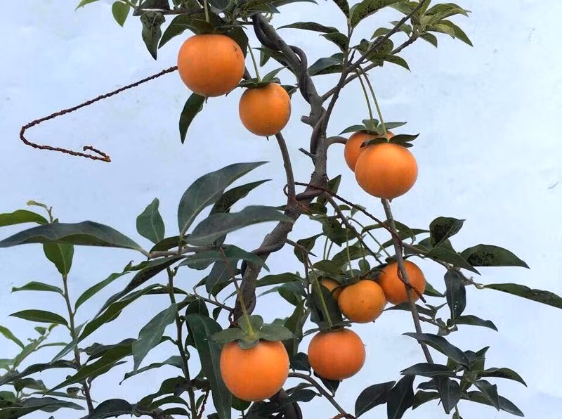 Hồng đá rất sai quả nhưng quả ăn lại rất chua