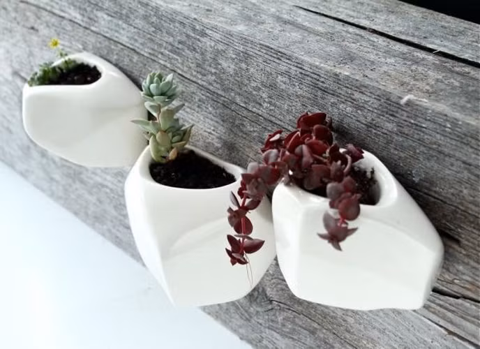 Các loại cây trồng mọng nước đặt trong ly sứ treo tường phù hợp với những ngôi nhà mang phong cách Scandinavian.