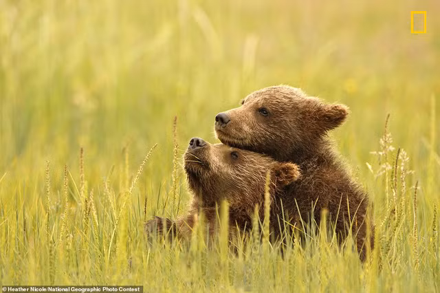 Hai chú gấu đang ôm nhau trong một bức ảnh ngọt ngào của Heather Nicole chụp ở Công viên hồ Clark ở Alaska. Cô nói: “Điểm nổi bật của chuyến đi là ngắm nhìn những chú gấu con chạy nhảy, nô đùa. Tôi đã rất may mắn ghi lại được thời điểm ngắn ngủi này khi chúng tận hưởng cảm giác yên bình bên nhau. Gấu mẹ luôn ở rất gần để theo dõi mọi cử động của các con”