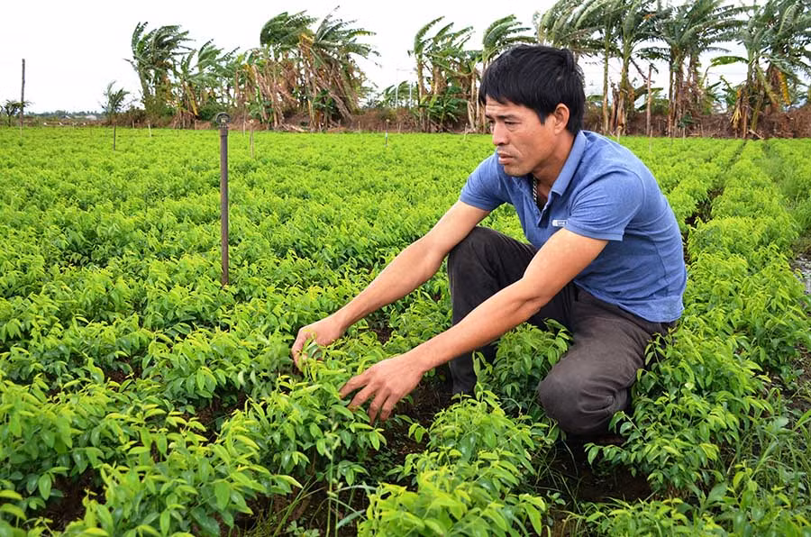  Ông Đàm Thanh Hải-Giám đốc Hợp tác xã Rau an toàn xã Ia Peng chăm sóc vườn rau ngót. Ảnh: Trần Đức
