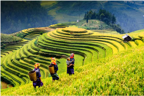 Hình ảnh ruộng bậc thang đẹp nao lòng của Sapa.