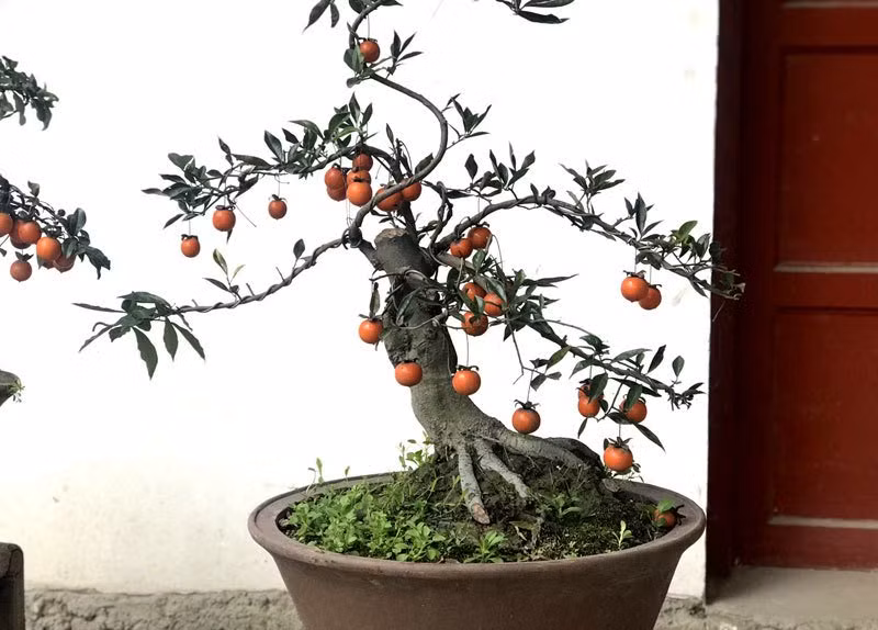  Hồng đá bonsai được rất nhiều khách đặt mua