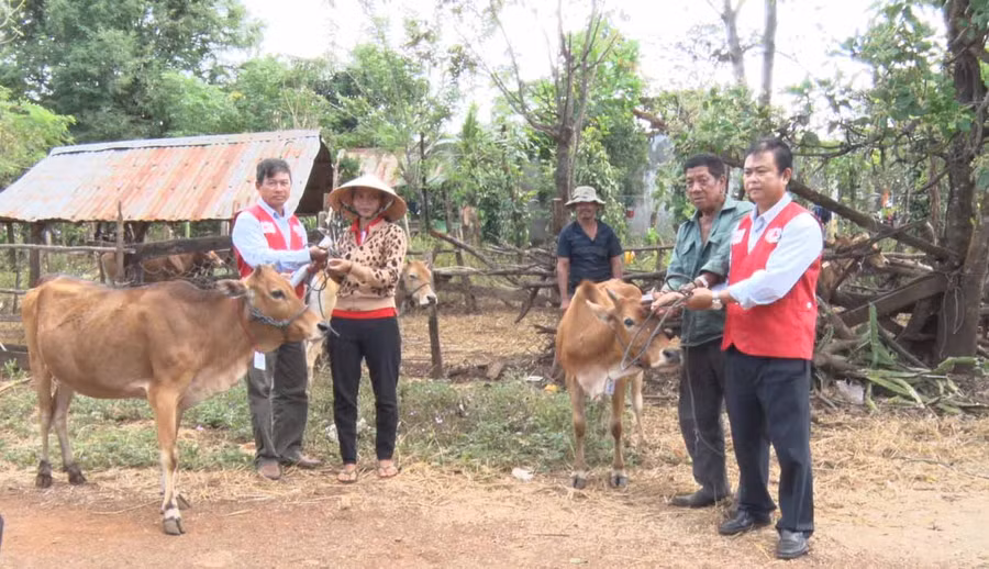 Cấp bò cho bệnh nhân phong. Ảnh: Lê Trang