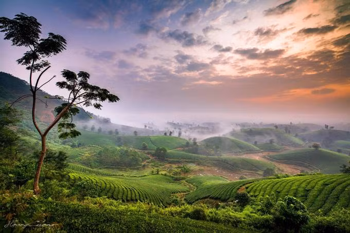 Ngoài những danh thắng lịch sử nổi tiếng, vùng đất Tổ Phú Thọ còn sở hữu những đồi chè xanh mướt, mỗi khu rộng khoảng một ha.