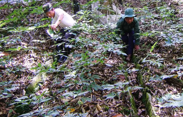  Nông dân trồng sâm Ngọc Linh có người trở thành đại gia với khối tài sản lên tới 500 tỷ đồng