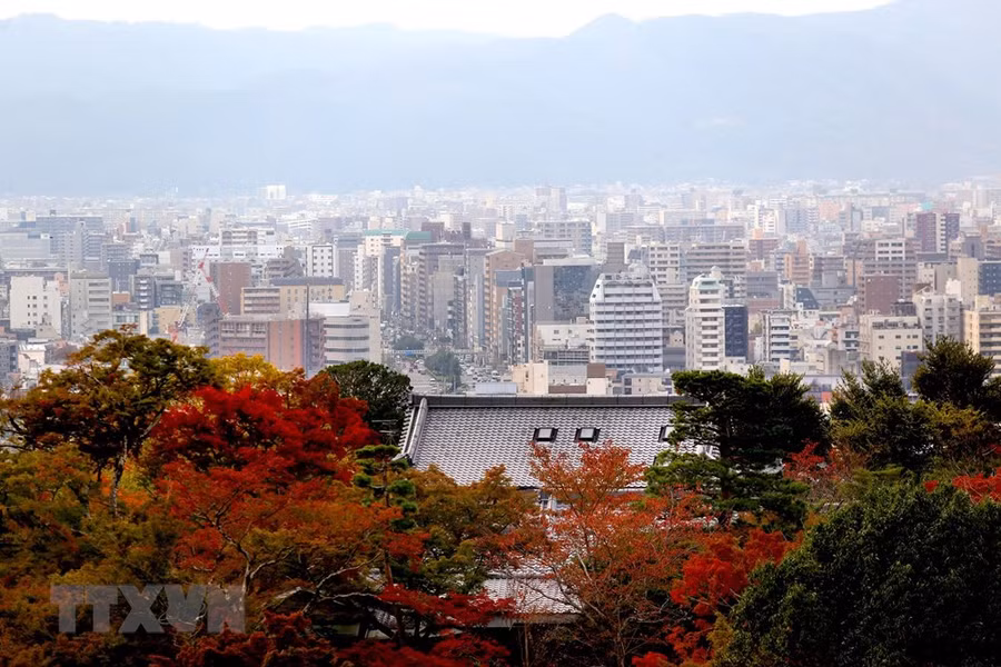  Thành phố Kyoto nổi bật trong sắc đỏ của cây lá phong. (Ảnh: Huy Hùng/TTXVN)