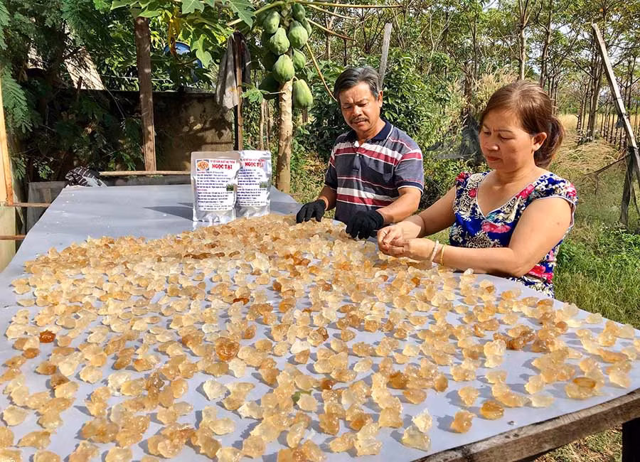  Vợ chồng ông Trần Ngọc Tại (thôn Phú Hòa, xã Ia Le, huyện Chư Pưh) phơi mủ trôm. Ảnh: T.B