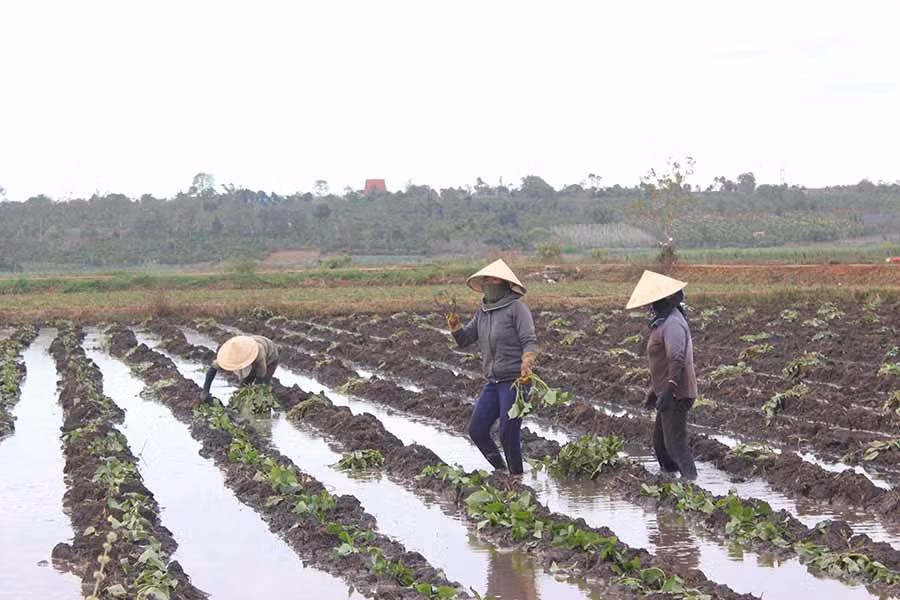  Người dân đang xuống giống khoai lang vụ Đông xuân 2018-2019. Ảnh: N.D