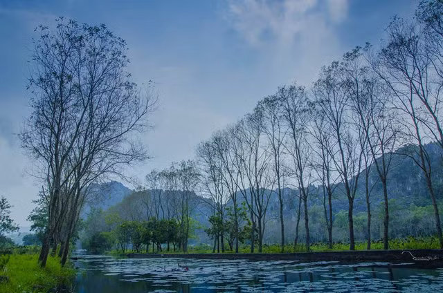  Hàng cây đang mùa thay lá, tạo nên vẻ đẹp vô cùng lãng mạn, bay bổng.