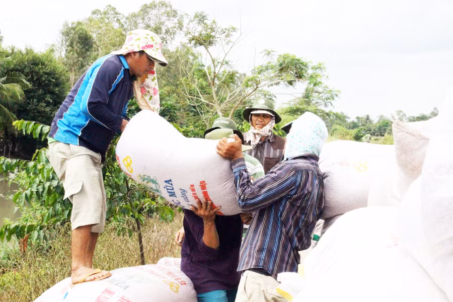 Mặc dù là nước xuất khẩu top đầu thế giới nhưng năm 2021, Việt Nam nhập khẩu lượng lớn gạo từ Ấn Độ. Trong ảnh: Thương lái thu mua lúa cho nông dân tại Cần Thơ. Ảnh: H.Xây.