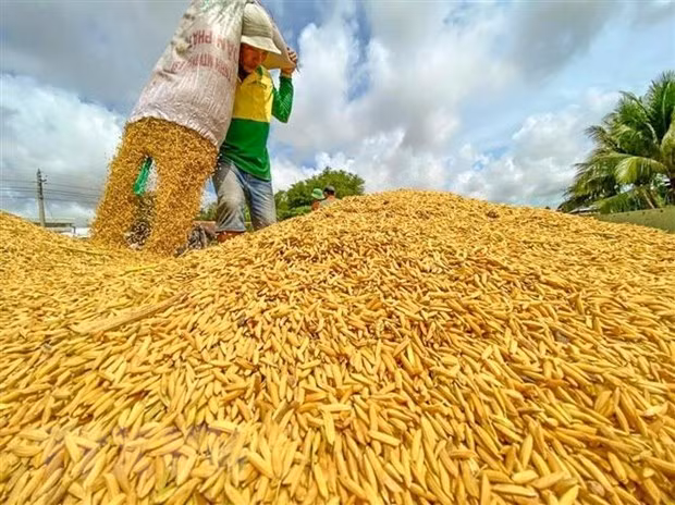  Nông dân thu hoạch lúa. (Ảnh: Thanh Liêm/TTXVN)