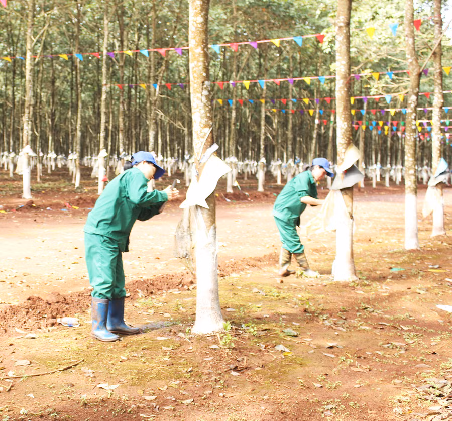  Vườn cao su của Công ty TNHH một thành viên Cao su Mang Yang. Ảnh: Nguyễn Diệp