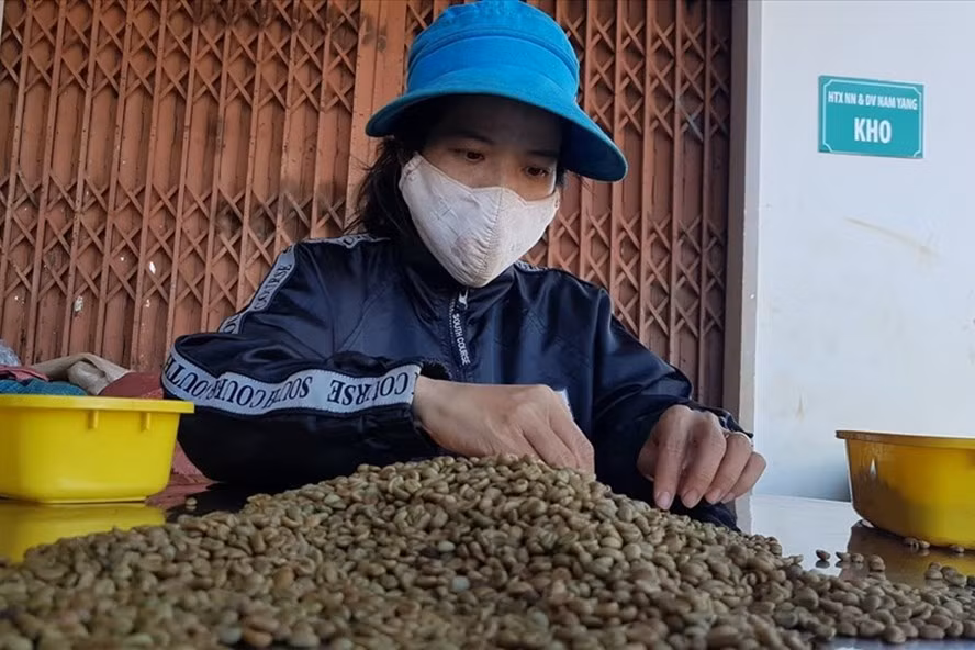 Việt Nam đặt mục tiêu xuất khẩu càphê đạt kim ngạch 6 tỉ USD vào năm 2030. Ảnh: Vũ Long