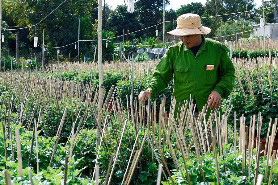 Hộ trồng hoa ở phường Thắng Lợi (TP. Pleiku) chăm sóc cúc để bán vào dịp Tết. Ảnh: Đức Thụy