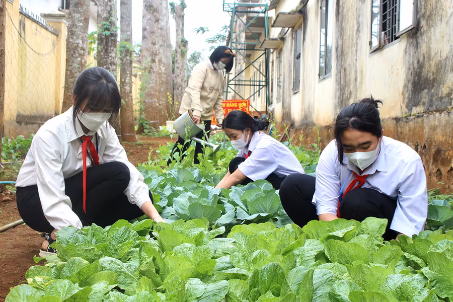 Học sinh Trường THCS Ia Nhin (xã Ia Nhin, huyện Chư Păh) chăm sóc “Vườn rau ươm mầm ước mơ”. Ảnh: Thủy Bình Học sinh Trường THCS Ia Nhin (xã Ia Nhin, huyện Chư Păh) chăm sóc “Vườn rau ươm mầm ước mơ”. Ảnh: Thủy Bình