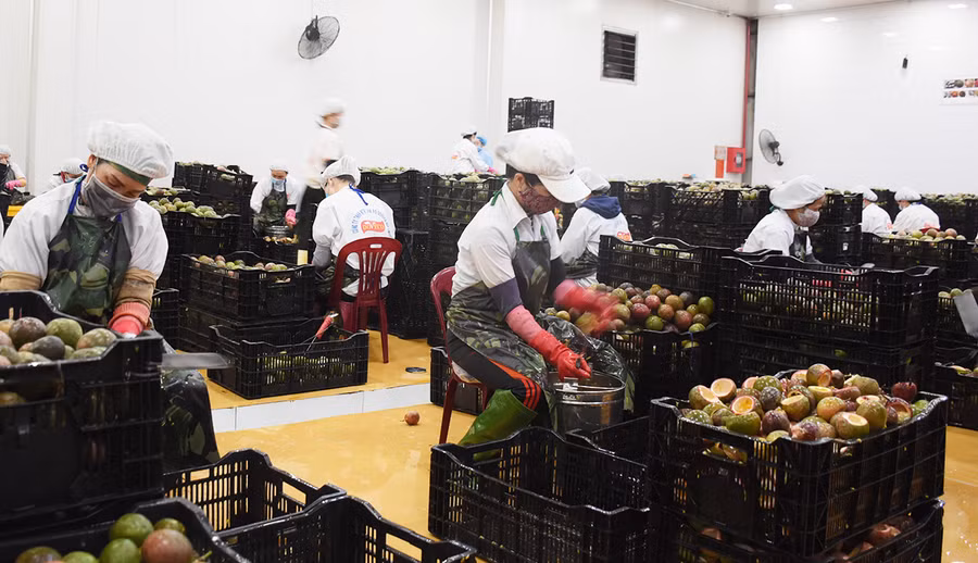 Công ty TNHH một thành viên xuất khẩu rau quả DOVECO liên kết sản xuất, tiêu thụ nông sản cho người dân. Ảnh: Minh Nguyễn