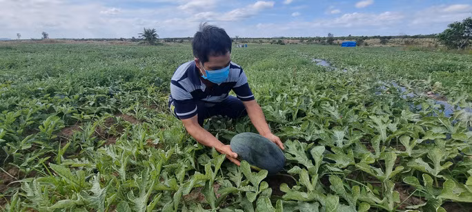 Ruộng dưa của ông Nguyễn Văn Tân đã tới kỳ thu hoạch nhưng không có thương lái tới thu mua