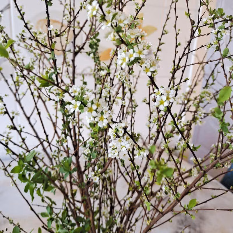  Hoa của cây tuyết mai có màu trắng buốt đẹp mắt, kích thước cũng nhỏ như lá. Mỗi bông hoa gồm 5 cánh, xếp chồng xoe tròn, hoa có mùi thơm thoang thoảng dễ chịu.