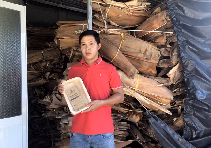 Tịnh cũng nhận thấy trên địa bàn thị xã Hoài Nhơn nói riêng và tỉnh Bình Định nói chung, có nguồn mo cau khá đa dạng, dồi dào. Thế nhưng, đối với nhiều người, mo cau là phế phẩm nông nghiệp nên người dân thường đốt bỏ chứ không sử dụng. Ảnh: S.T