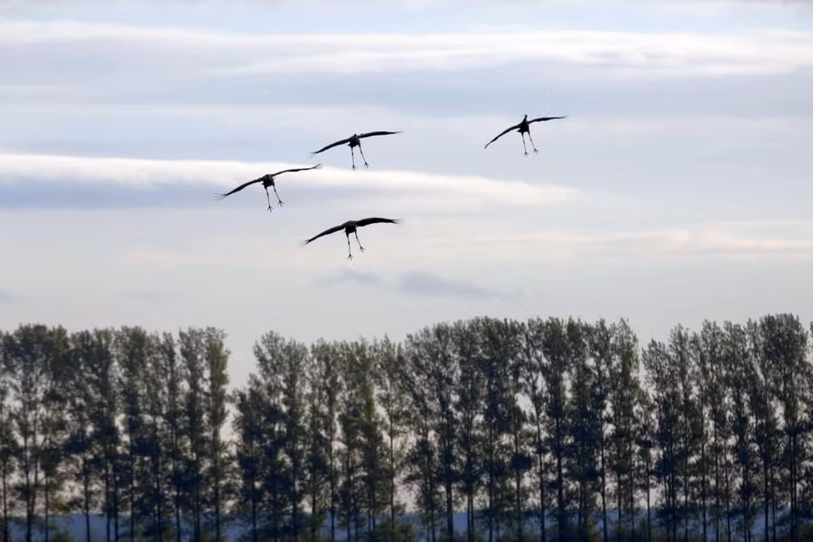 Những chú sếu đang sà xuống mặt đất, ảnh chụp tại Linum, Brandenburg, Germany. Tác giả: Simone Kuhlmey. Những chú sếu đang sà xuống mặt đất , ảnh chụp tại Linum, Brandenburg, Germany. Tác giả: Simone Kuhlmey.