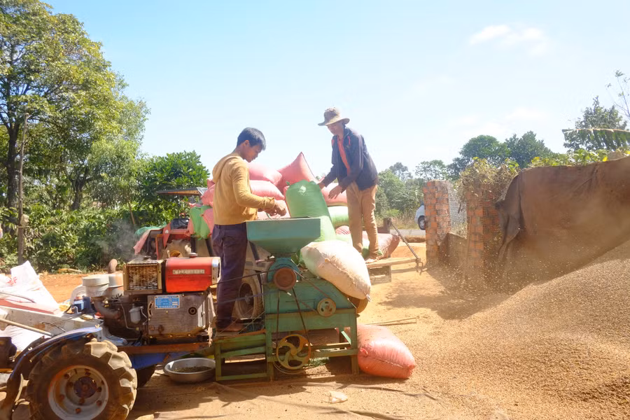  Nông nghiệp phải được coi là một nghề. Trong ảnh: Nông dân Đăk Đoa, Gia Lai sơ chế cà phê. Ảnh: Khánh Nguyên.