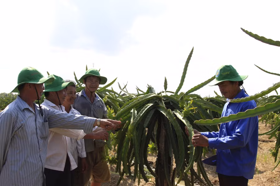 Nông dân xã Kiểng Phước, huyện Gò Công Đông, Tiền Giang làm giàu nhờ mô hình trồng thanh long trên đất nhiễm mặn. Các nông dân ở đây cũng thành lập hợp tác xã để thúc đẩy tiêu thụ thanh long. Ảnh: Khánh Nguyên.