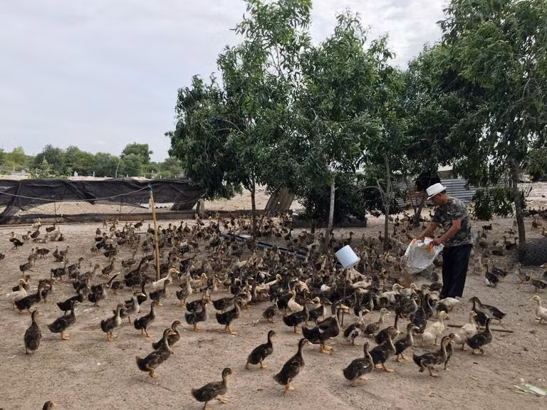Mô hình nuôi vịt trên cát của nông dân xã Cam Hải Đông, huyện Cam Lâm, tỉnh Khánh Hòa cho thu nhập cao
