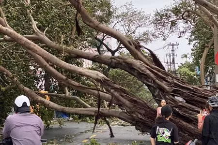 Cây cổ thụ giữa trung tâm TP Đà Nẵng ngã gục trong bão số 5, dù chỉ nằm ở rìa cơn bão. Ảnh NTH