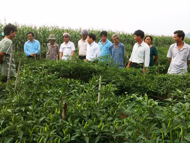 Từ nguồn vốn vay ưu đãi Ngân hàng CSXH, nhiều hộ nông dân xã Vĩnh Hoà, huyện Vĩnh Thạnh đã đầu tư trồng ớt cho thu nhập cao. Trong ảnh, bà con thăm quan mô hình trồng ớt chi thiên trái ra tua tủa...Ảnh: Đinh Thị Nơk