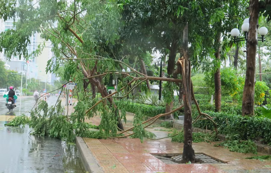 Cây xanh bị gãy tại thành phố Nha Trang, Khánh Hòa do ảnh hưởng trực tiếp của bão. (Ảnh: Phan Sáu/TTXVN)