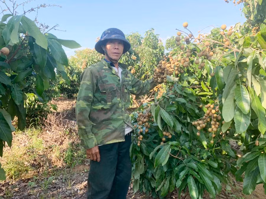 Nhờ ép ra hoa trái vụ, 2000 cây nhãn của gia đình ông Lại Quang Huấn (thôn Ia Chă Wău, xã Chư A Thai) hứa hẹn mang lại nguồn thu nhập cao. Ảnh: Vũ Chi