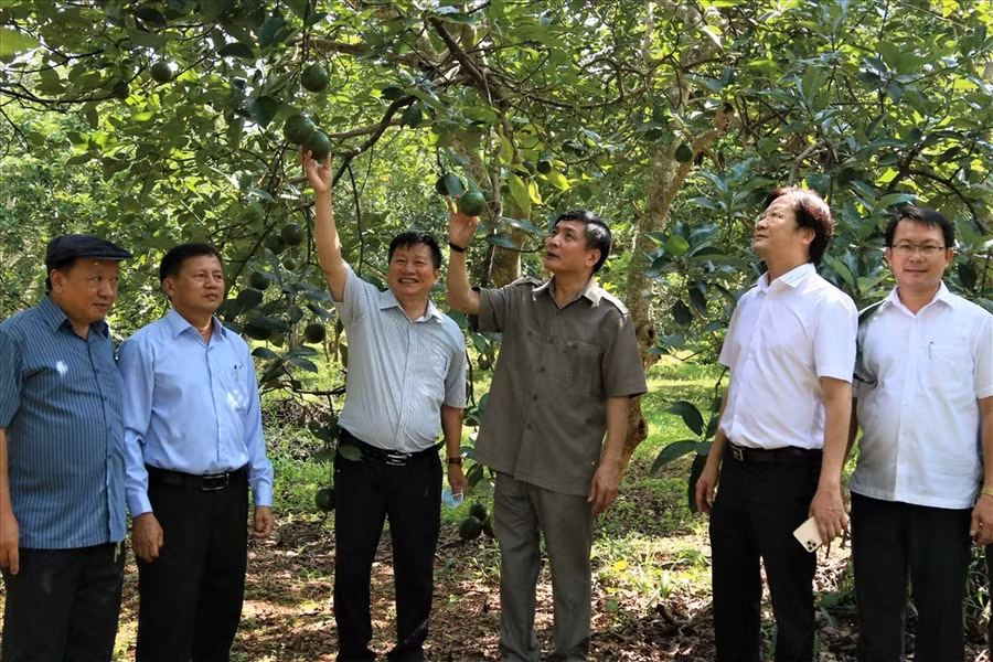 Ủy viên Trung ương Đảng, Bí thư Đắk Lắk Bùi Văn Cường đến thăm vườn cây giống của Viện Khoa học Kỹ thuật Nông lâm nghiệp Tây Nguyên. Ảnh: Bảo Trung
