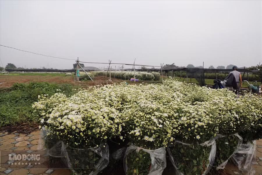 Hoa được thu hoạch và xếp sẵn trên đường chờ thương lái đến lấy. Ảnh: Phương Duy
