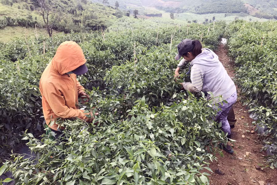 Hộ ông Nguyễn Đình Đoàn-thôn 4, xã An Thành (huyện Đak Pơ) đang dựng lại hơn 3 sào ớt bị ngã đổ. Ảnh: Lê nam